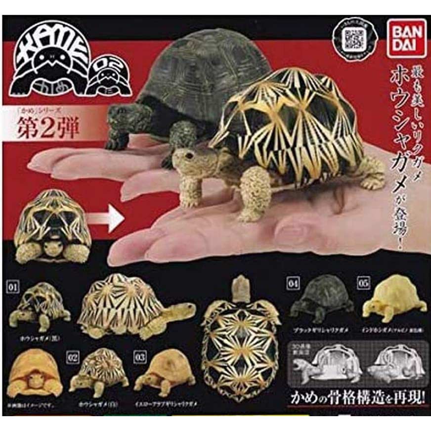 Tortise 02 Image_1