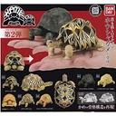 Tortise 02 Image_1