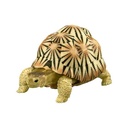 Tortise 02 Image_3