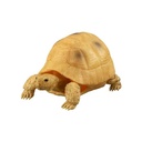 Tortise 02 Image_4