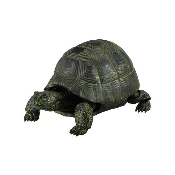 Tortise 02 Image_5