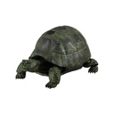 Tortise 02 Image_5