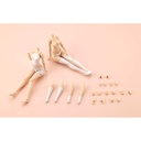 (PO) Sousai Shojo Teien Dress Up Body M Image_13