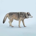 JxK 1/6 Common Gray Wolf JXK223-A1 Image_1