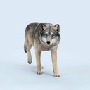 JxK 1/6 Common Gray Wolf JXK223-A1 Image_2
