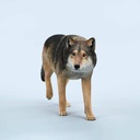 JxK 1/6 Common Gray Wolf JXK223-A2 Image_2