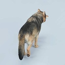 JxK 1/6 Common Gray Wolf JXK223-A2 Image_3