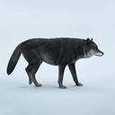JxK 1/6 Common Gray Wolf JXK223-A4 Image_1