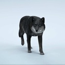 JxK 1/6 Common Gray Wolf JXK223-A4 Image_2