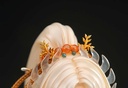 (PO) National Treasure Pearl Pillar of the Buddhist Shrine Image_13