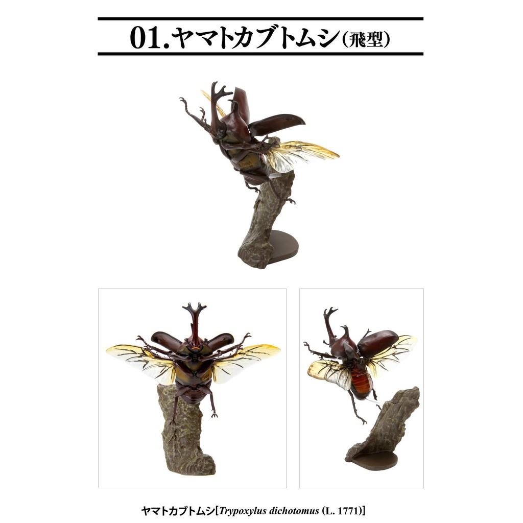 Creatures Encyclopedia Mini Collection Insect 01  Image_4
