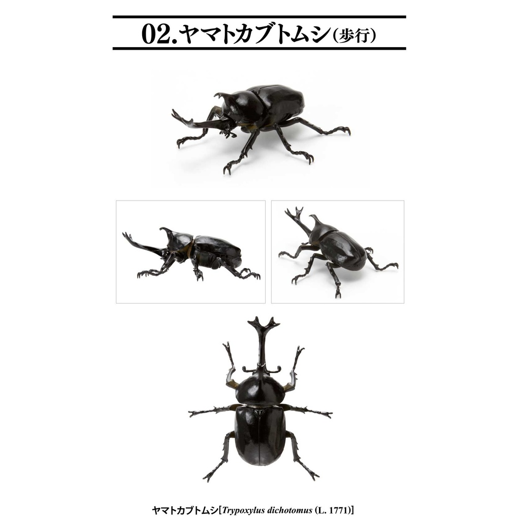 Creatures Encyclopedia Mini Collection Insect 01  Image_5