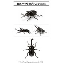 Creatures Encyclopedia Mini Collection Insect 01  Image_5