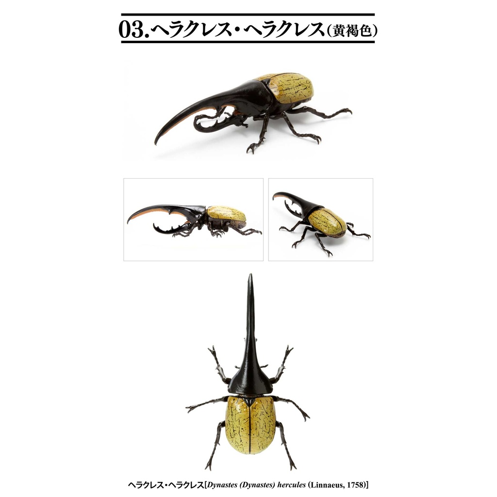 Creatures Encyclopedia Mini Collection Insect 01  Image_6