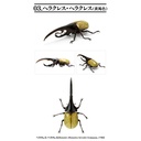 Creatures Encyclopedia Mini Collection Insect 01  Image_6