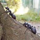 (PO) REVO GEO Japanese Carpenter Ant Image_3