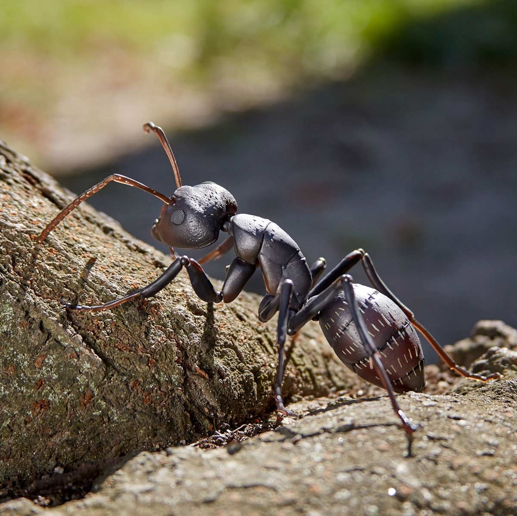 (PO) REVO GEO Japanese Carpenter Ant Image_4