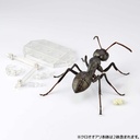 (PO) REVO GEO Japanese Carpenter Ant Image_5