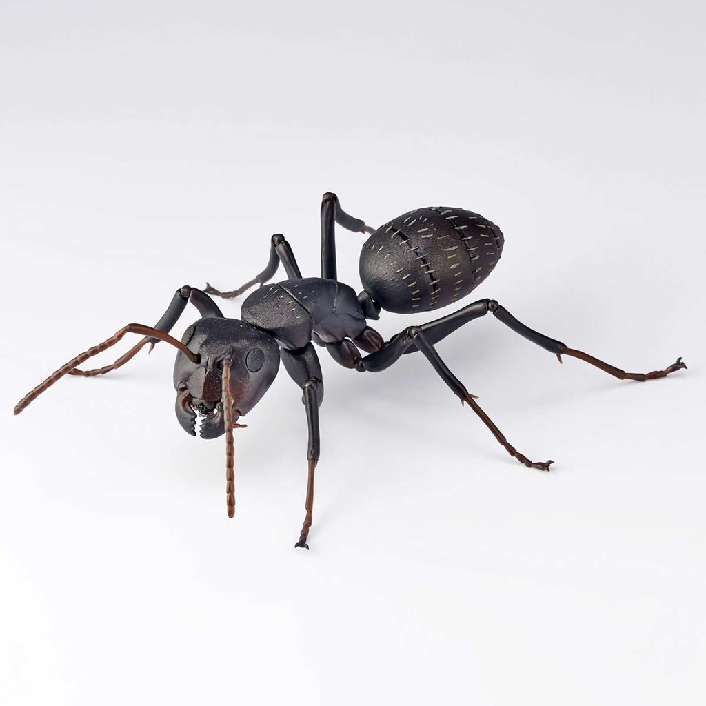 (PO) REVO GEO Japanese Carpenter Ant Image_6