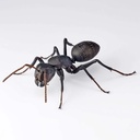 (PO) REVO GEO Japanese Carpenter Ant Image_6