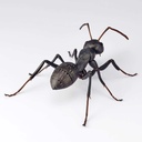 (PO) REVO GEO Japanese Carpenter Ant Image_7