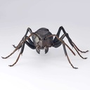 (PO) REVO GEO Japanese Carpenter Ant Image_8