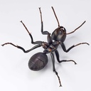 (PO) REVO GEO Japanese Carpenter Ant Image_9