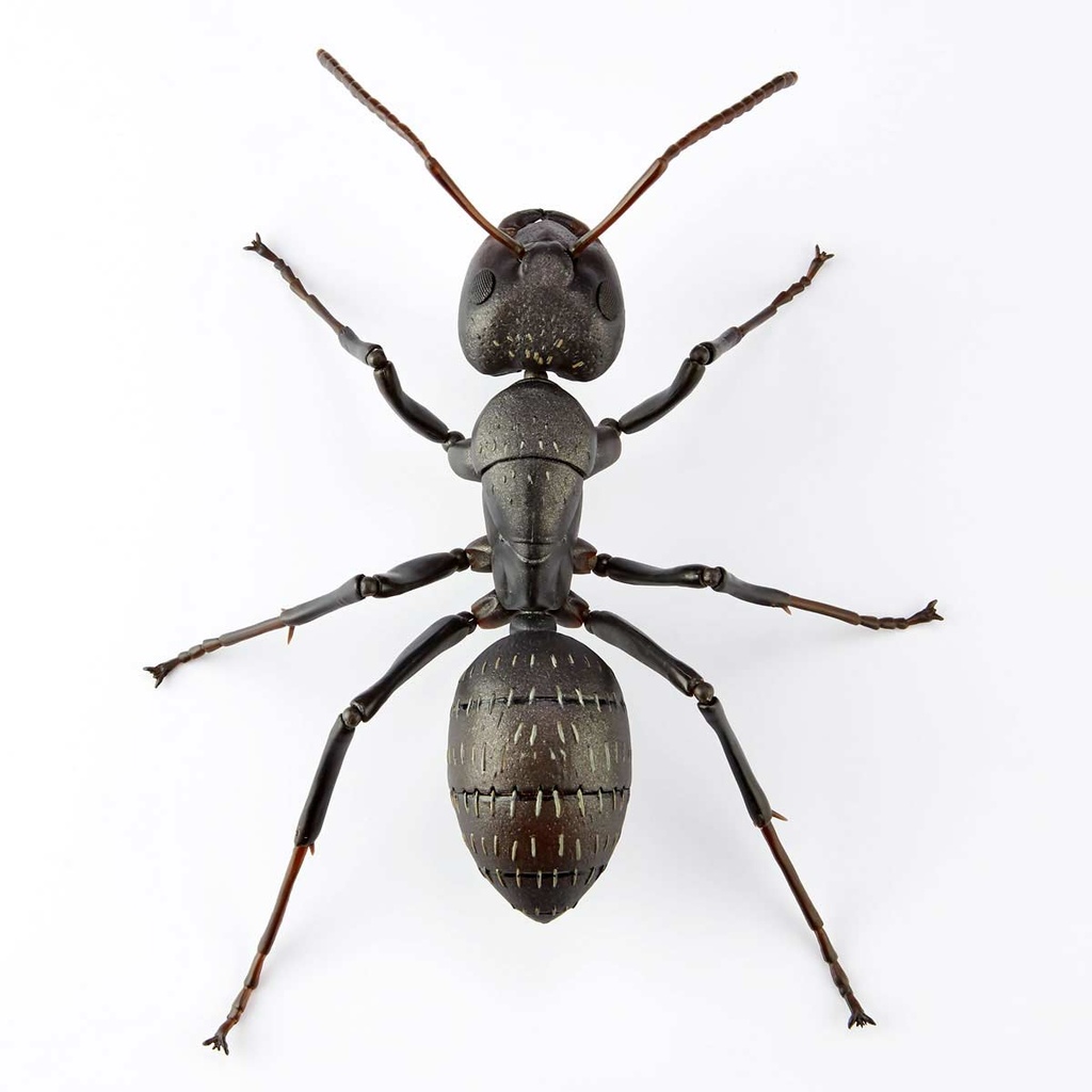 (PO) REVO GEO Japanese Carpenter Ant Image_10