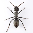(PO) REVO GEO Japanese Carpenter Ant Image_10