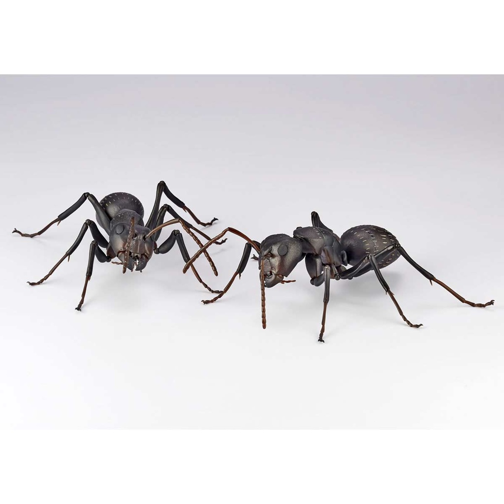 (PO) REVO GEO Japanese Carpenter Ant Image_11