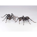 (PO) REVO GEO Japanese Carpenter Ant Image_11