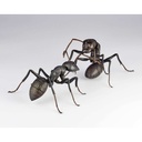 (PO) REVO GEO Japanese Carpenter Ant Image_12