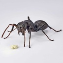 (PO) REVO GEO Japanese Carpenter Ant Image_13