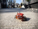 (PO) AQUACULTURE TANK 008 Fiddler Crab Silver Red Image_3