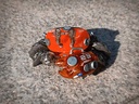 (PO) AQUACULTURE TANK 008 Fiddler Crab Silver Red Image_4