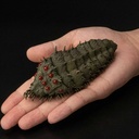 (PO) Takeyashiki Jizaiokimono Nausicaä of the Valley of the Wind - Ohmu (Small) Red Ver. Image_7