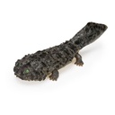 The Diversity of Life on Earth - Axolotl  Image_3