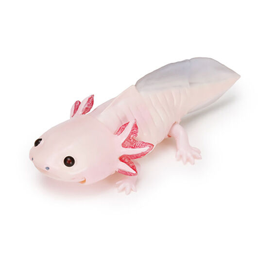 The Diversity of Life on Earth - Axolotl  Image_4