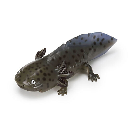 The Diversity of Life on Earth - Axolotl  Image_5