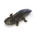 The Diversity of Life on Earth - Axolotl  Image_5