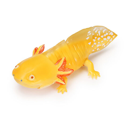 The Diversity of Life on Earth - Axolotl  Image_6