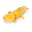 The Diversity of Life on Earth - Axolotl  Image_6