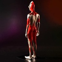 (PO) Mega Soft Vinyl Shin Ultraman - Ultraman Template Ver. Image_7