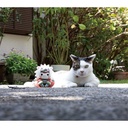 (PO) MEGA CAT PROJECT NARUTO Nyantomo Ookina NYARUTO! 1 Jiraiya Image_4