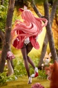 (PO) White Rabbit DX ver. Image_13