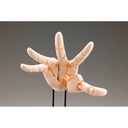 (PO) Artist Support Item Hand Model/L -Pale Orange- Image_5