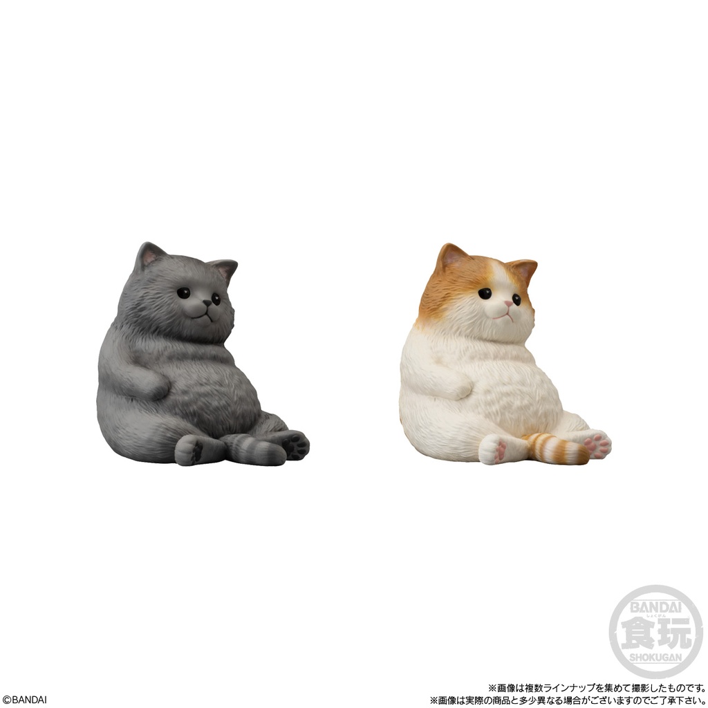 (PO) Mocchirikororin Cat [BOX] Image_3