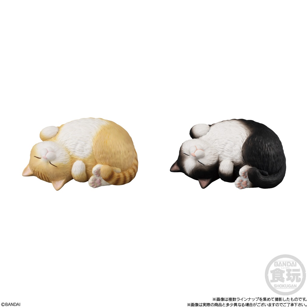 (PO) Mocchirikororin Cat [BOX] Image_4
