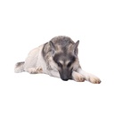 JxK 1/6 German Shepherd Lying JxK254B Image_1