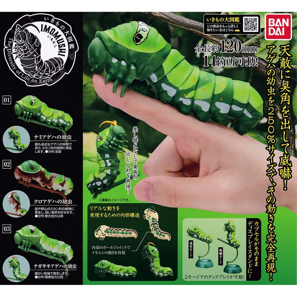 The Diversity of Life on Earth - Swallowtail Caterpillar